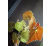 Бегонія Отем ембер (Autumn Ember)